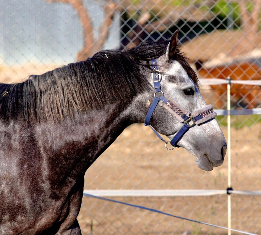 Les Chevaux De Coeur Bed & Breakfast Estepona Exterior photo